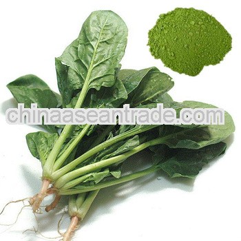 High Quality Spinach Extract Powder