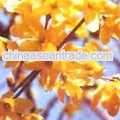 High Quality St. Johnswort Extract