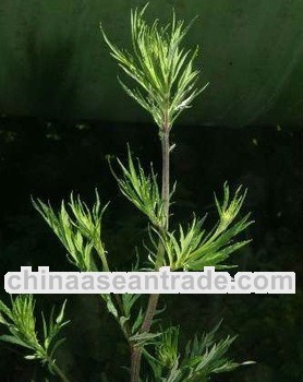 High quality Artemisia vulgaris P.E.