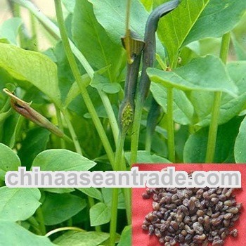 High quality Pinelliae Extract 10:1