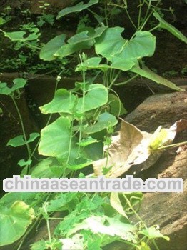 High quality Snakegourd Root extract