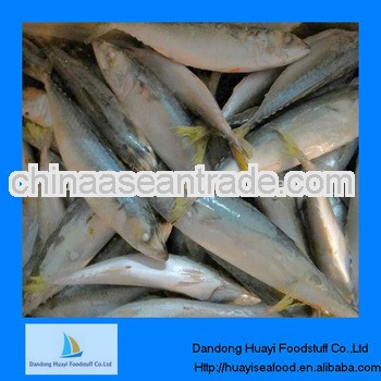 High quality pacific mackerel