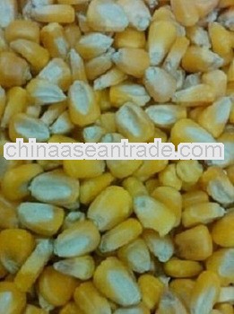 Indian-Dry Yellow Maize For Belarus