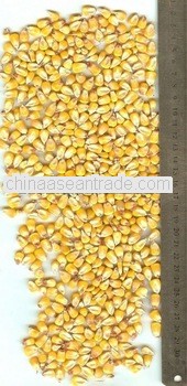 Indian Origin Yellow Corn For Honduras