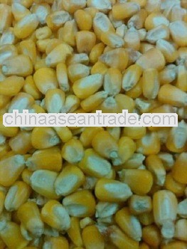 Indian Origin Yellow Maize For Czech Republic