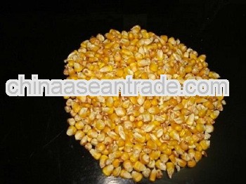 Indian Origin Yellow Maize For South Sudan