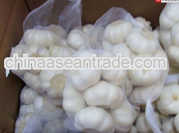 JINXIANG GARLIC --BEST QUALITY