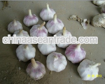 LW-2013 China fresh normal white garlic 5P