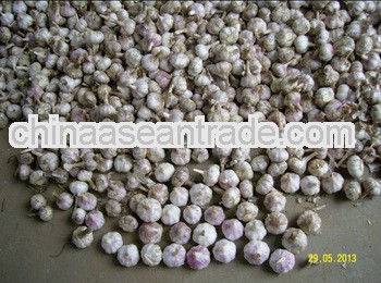LW-2013 Shandong China,2013 new crop garlic price