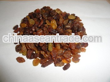 Light Brown Raisin Maliyar A for Algeria