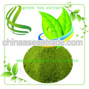 Natural Green Tea Extract Tea Polyphenols