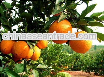 Navel orange