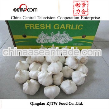 New Crop Fresh Garlic