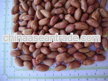 New Crop Peanuts for Uzbekistan