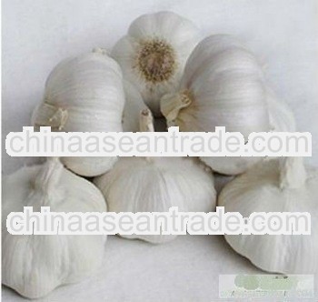 New normal white garlic 2013 garlic shandong