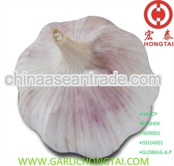 Normal White Garlic 60mm+ Price