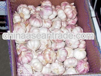 Normal white garlic 6cm