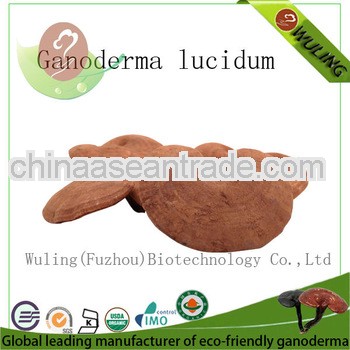 Organic reishi mushroom ganoderma lucidum