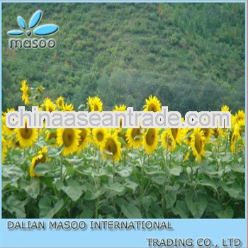 Refined Bulk Sunflower cooking Oil