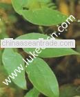 Super Concentrated Epimedium Extract 98% Icarrin