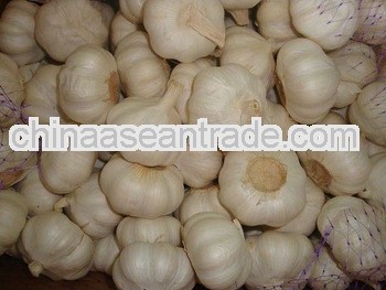 Super Quality Fresh Garlic 2012