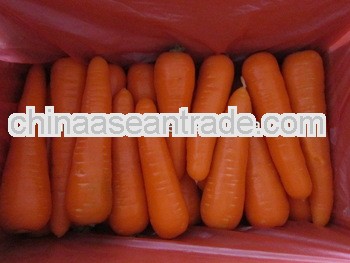 Supply fresh baby carrot