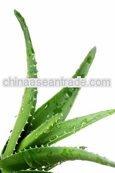 Top Quality Aloe Vera Leaf Extract