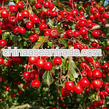 Top Quality Hawthorn Leaf Extract Powder