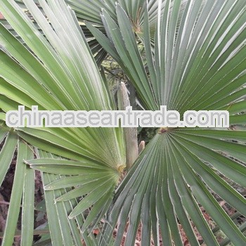 Top Quality Serenoa Repens Extract