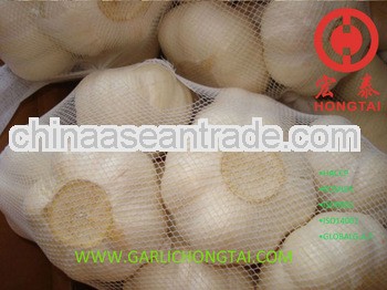 White Garlic Without Bottom From 