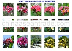 PLUMERIA RUBRA