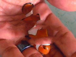 Percula Clown - Amphiprion Percula