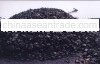 Steam Coal