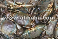 Mud Crabs