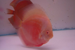 Albino Red Discus