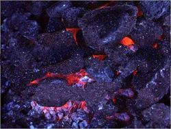 steam coal