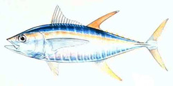 Grade "a" Yellow Fin Tuna