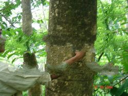 Softwood Albizia Falcataria