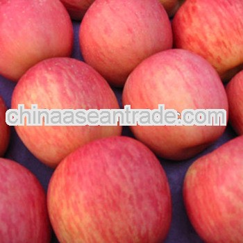 best price fresh fuji apple