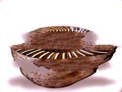 coconutshell plate