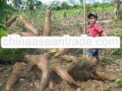 GIANT CASSAVA SEEDS