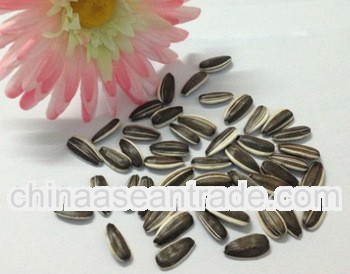 bulk chia seeds for sale sunflower seed Kernels 5009