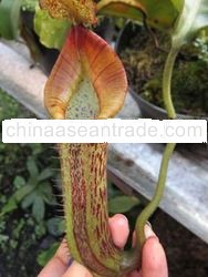 nepenthes maxima wavy leaf