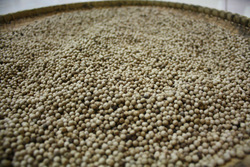 WHITE PEPPER FROM INDONESIA