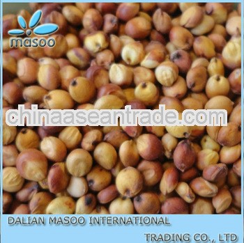 chinese organic sorghum for sale-12