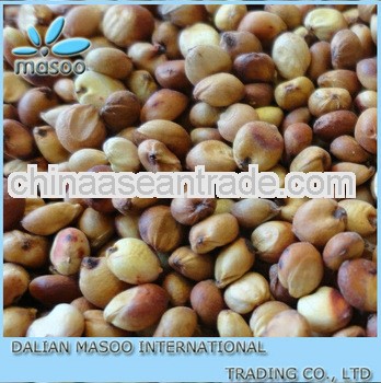 chinese organic sorghum for sale-14