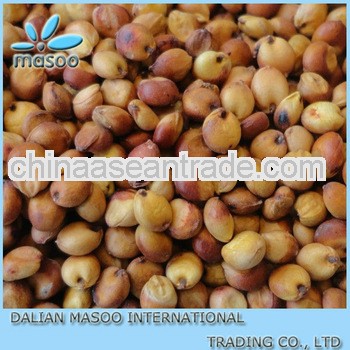 chinese organic sorghum for sale-17