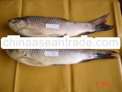 Fresh Fish Rohu