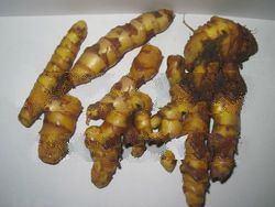 Slice Dried Curcuma Heyneana