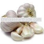 cloves garlic in china 2012 latest price Shandong